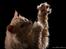selkirk rex+Filur hos fotograf
