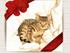 Bengal Killinger vokser....