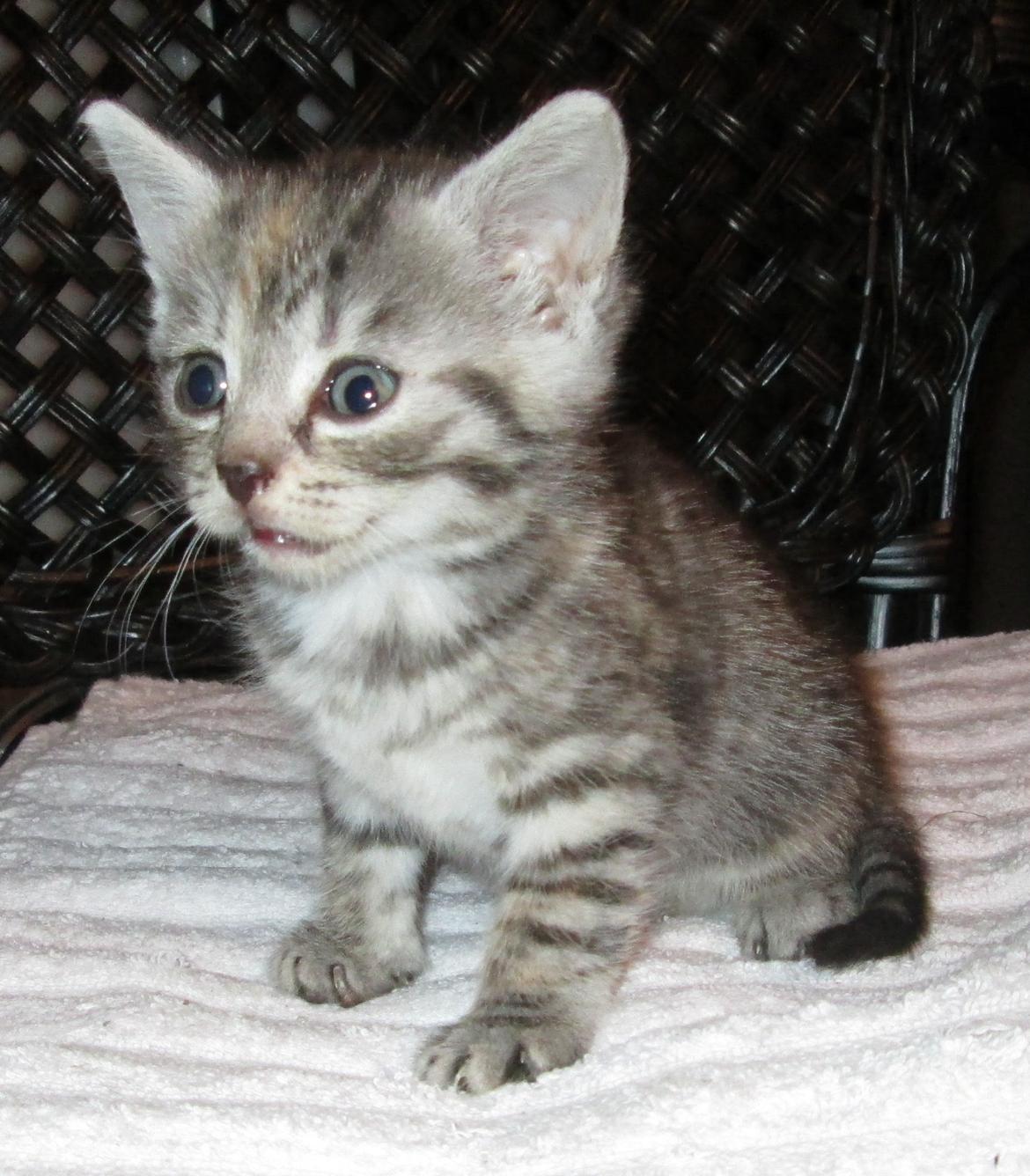 Europe - Agnes- sort sølv tortie markrel tabby. billede 2