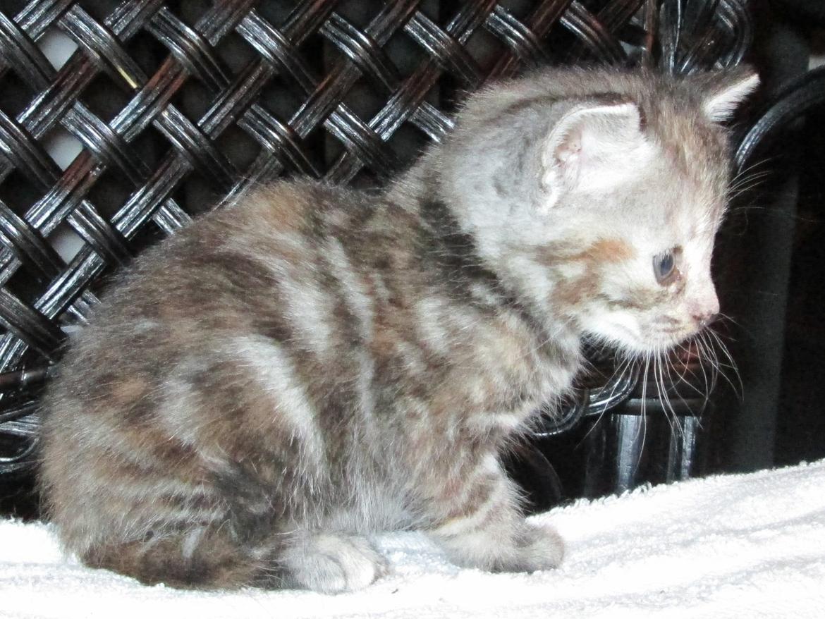 Europe - Athea- sort sølv tortie klassisk tabby. billede 3
