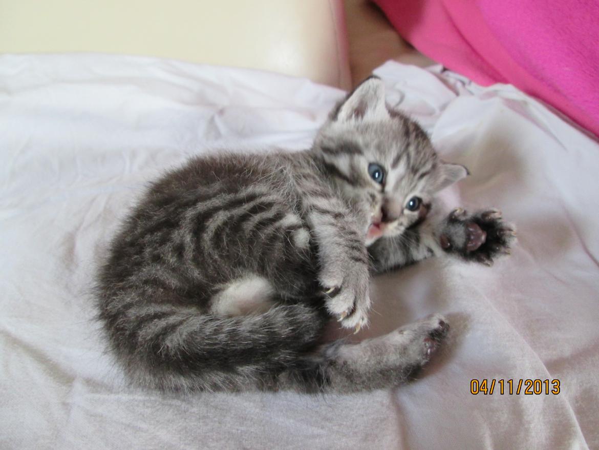 Europe - Alex- sort sølv markrel tabby. billede 5