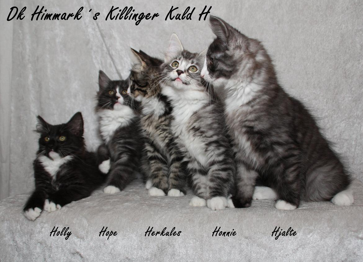 Vores killinger er 12 uger billede 80