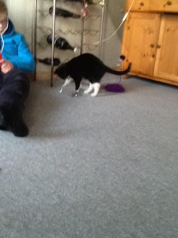 Mine søde katte/kilinger billede 41