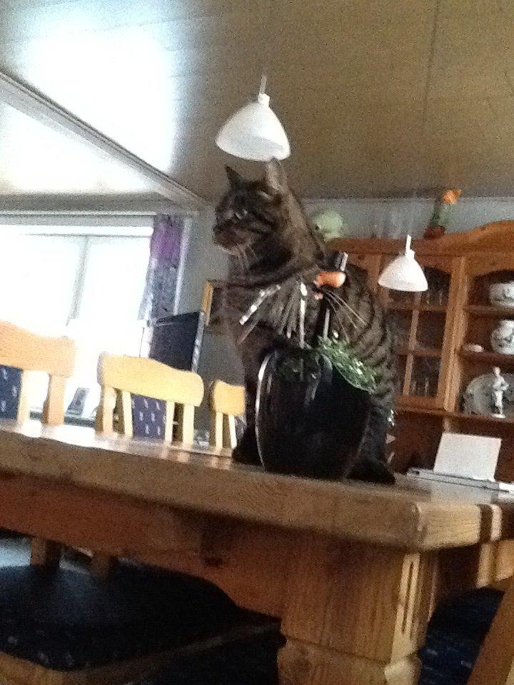 Mine søde katte/kilinger billede 40