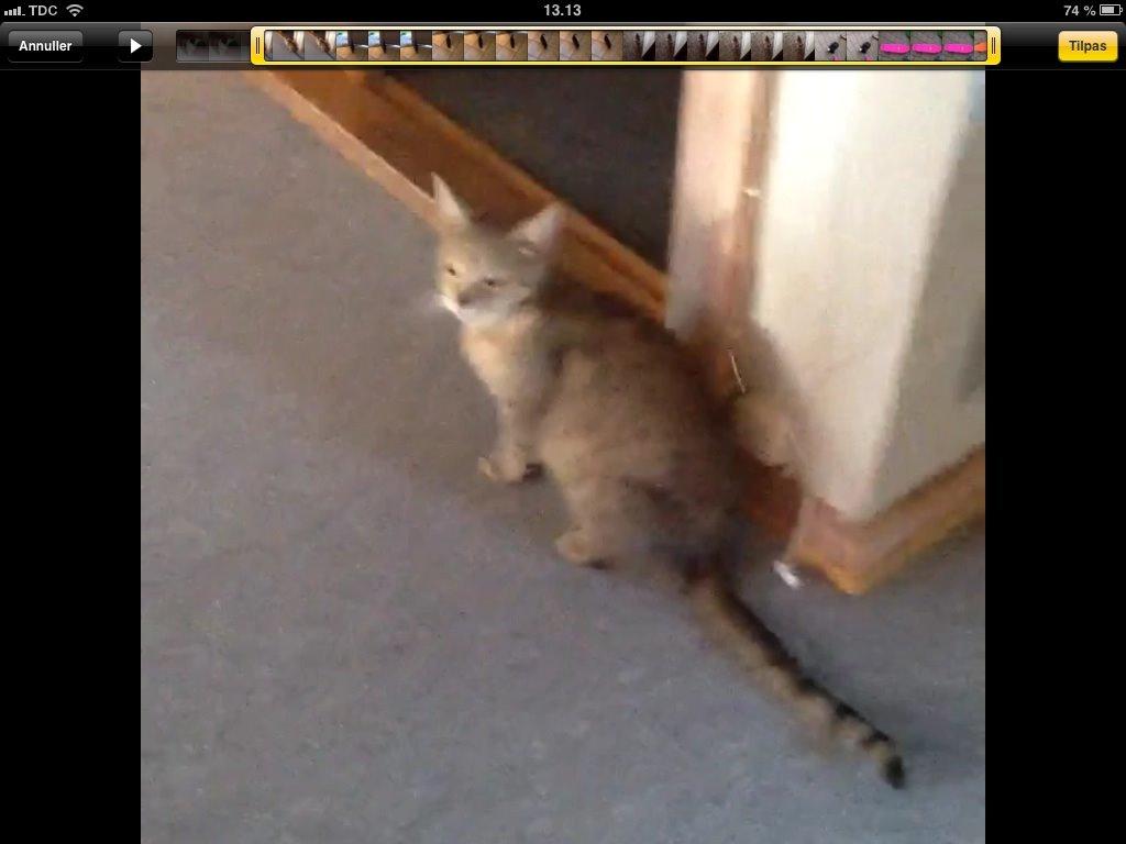 Mine søde katte/kilinger billede 34