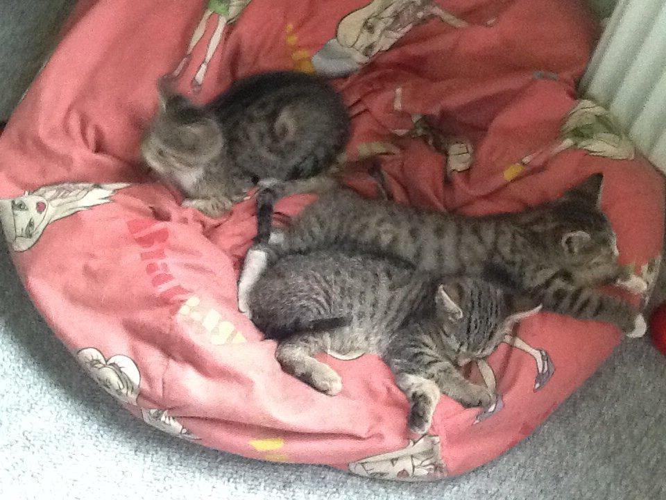 Mine søde katte/kilinger billede 32