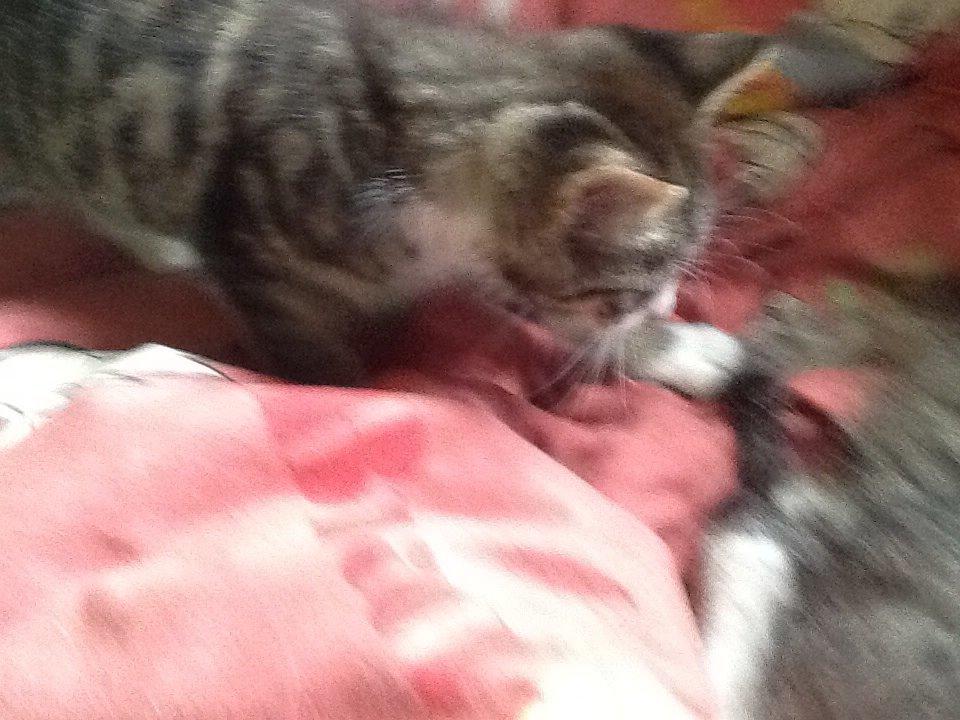 Mine søde katte/kilinger billede 25