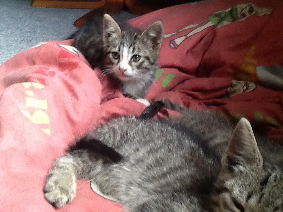 Mine søde katte/kilinger billede 24