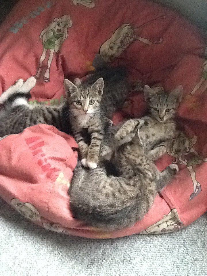 Mine søde katte/kilinger billede 20