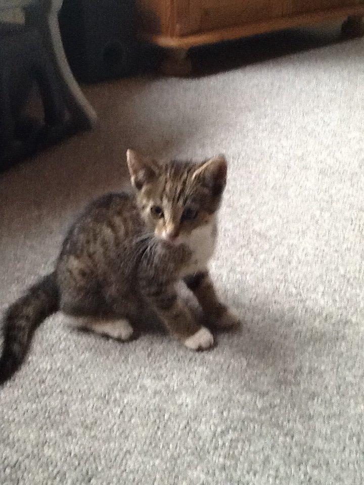 Mine søde katte/kilinger billede 17