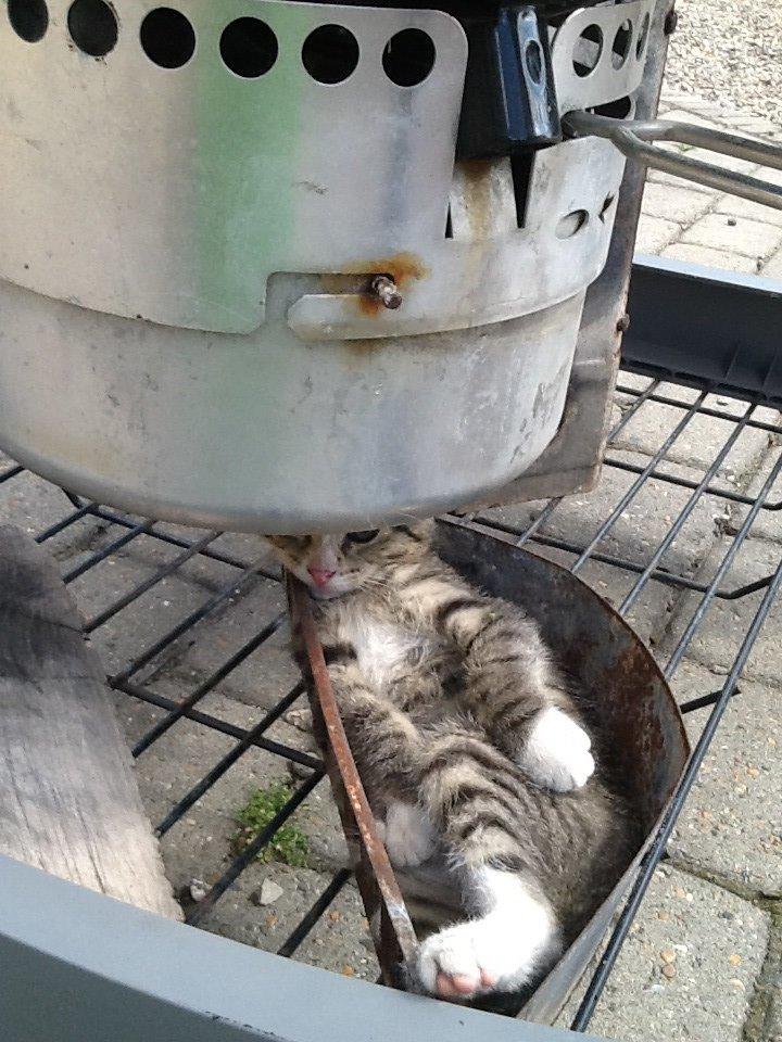 Mine søde katte/kilinger billede 13