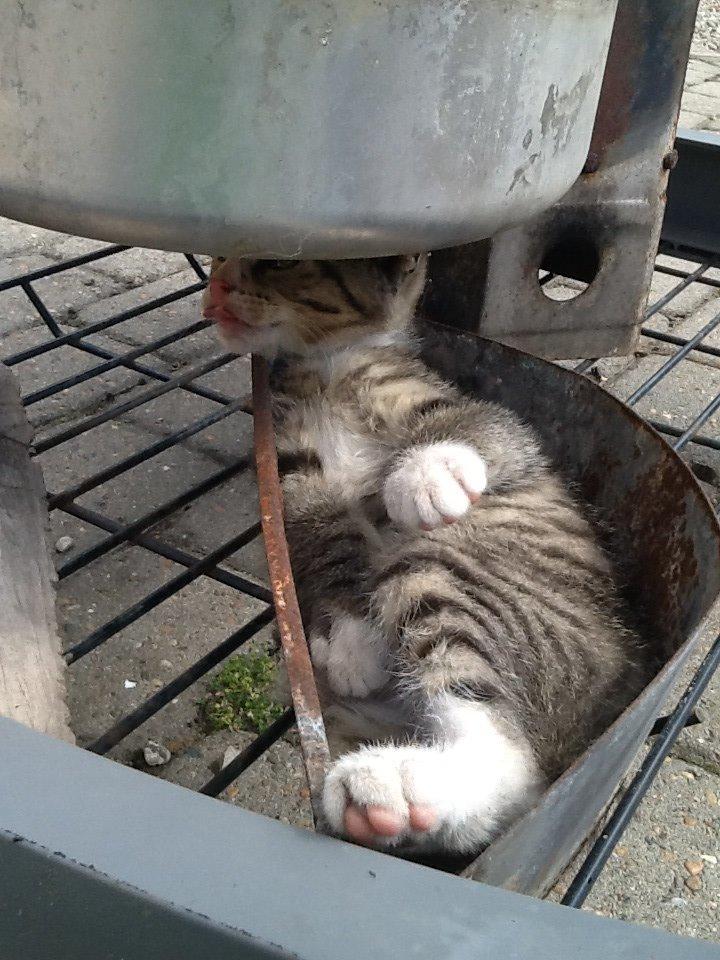 Mine søde katte/kilinger billede 12