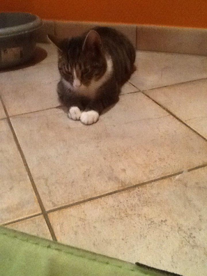 Mine søde katte/kilinger billede 9