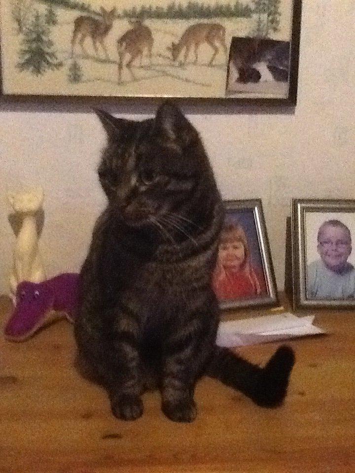 Mine søde katte/kilinger billede 7