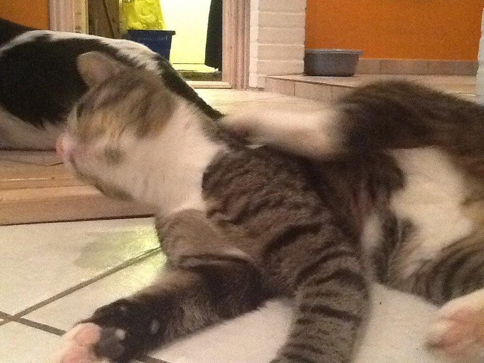 Mine søde katte/kilinger billede 6