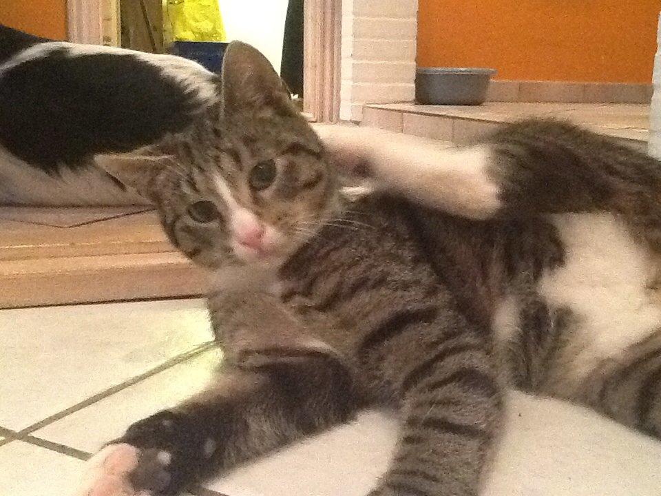 Mine søde katte/kilinger billede 5