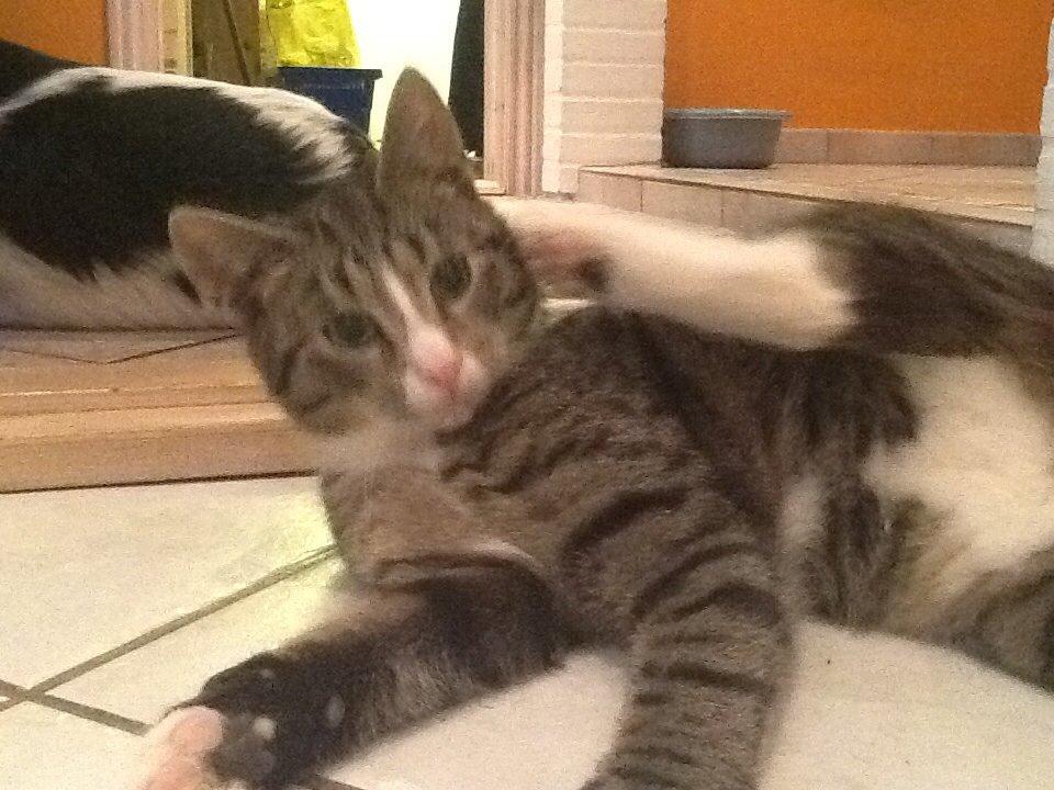 Mine søde katte/kilinger billede 4