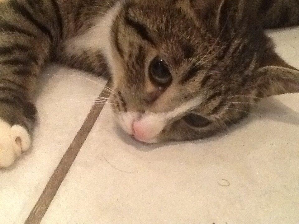 Mine søde katte/kilinger billede 2