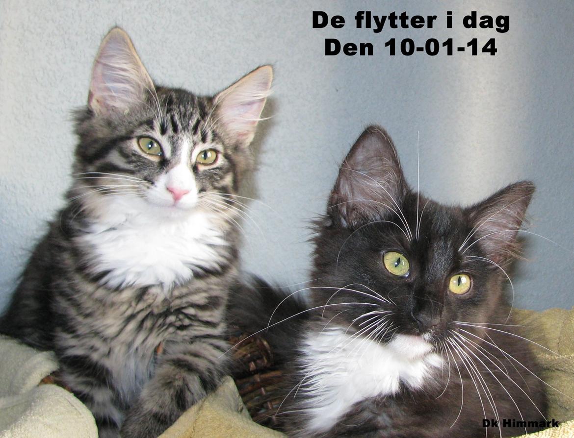 Vores killinger er 12 uger billede 91
