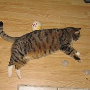 lidt billeder af vores katte