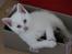 Kittemisser