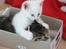 Kittemisser