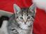 Kittemisser
