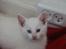 Kittemisser