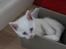 Kittemisser