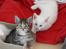 Kittemisser