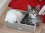 Kittemisser