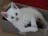 Kittemisser