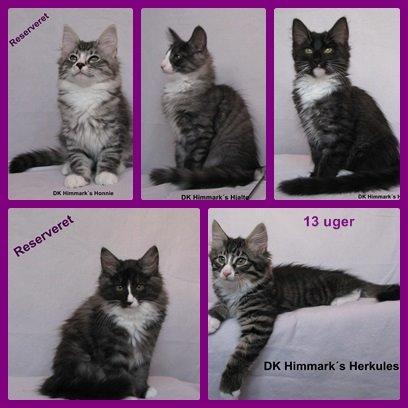 sjove billder jeg  lavet af vors killing   billede 26