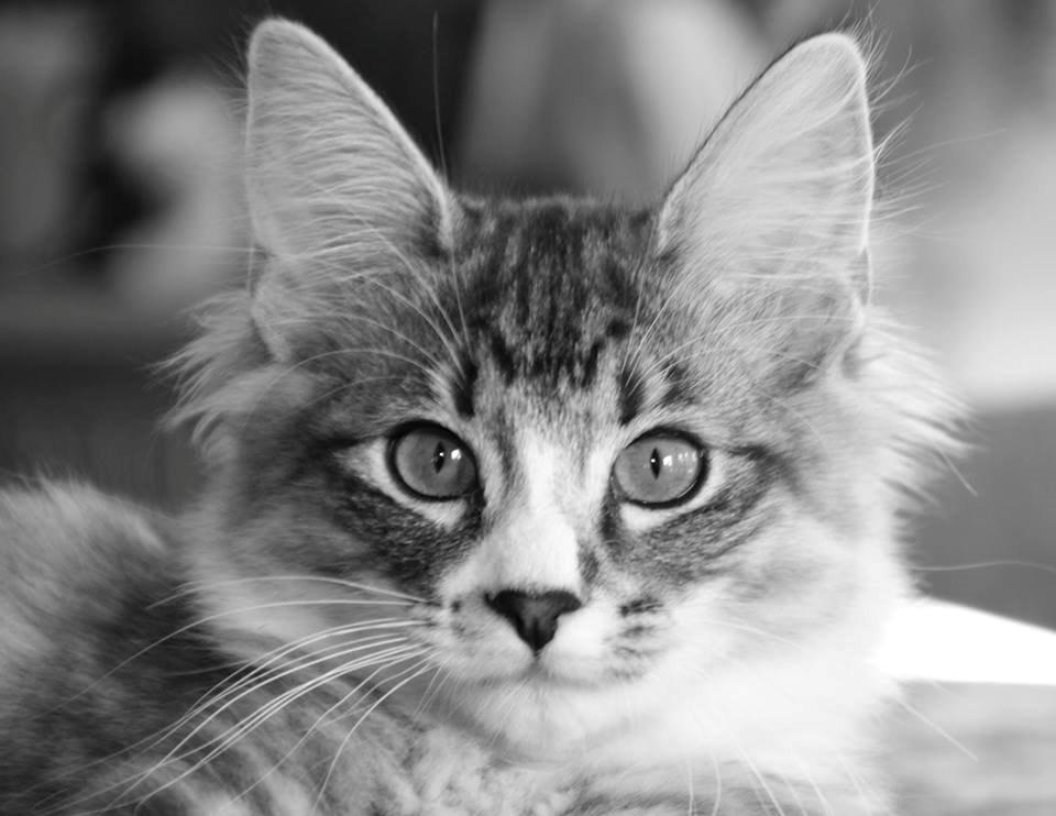 sjove billder jeg  lavet af vors killing   billede 24