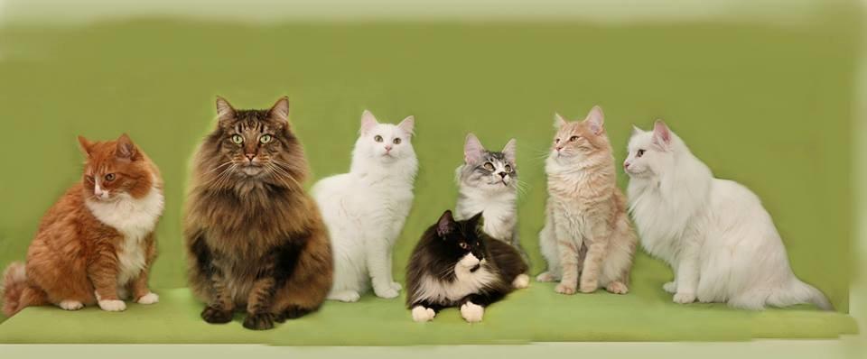 sjove billder jeg  lavet af vors killing   billede 25