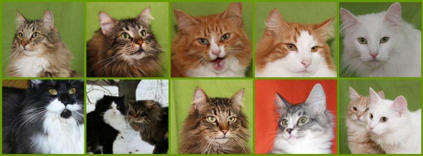 sjove billder jeg  lavet af vors killing   billede 22