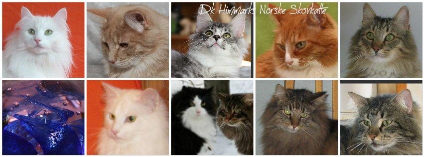 sjove billder jeg  lavet af vors killing   billede 20