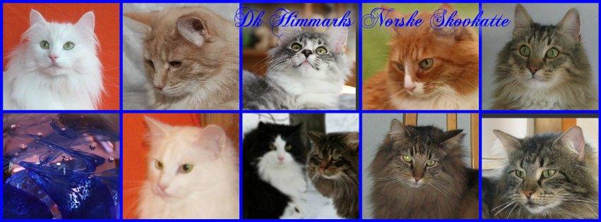 sjove billder jeg  lavet af vors killing   billede 19