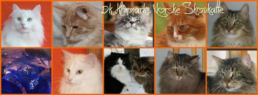 sjove billder jeg  lavet af vors killing   billede 18