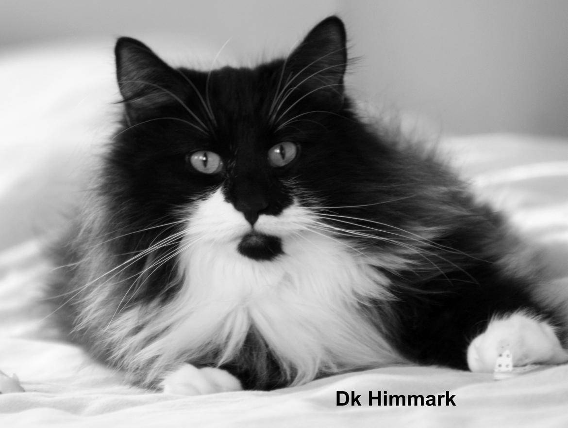 sjove billder jeg  lavet af vors killing   billede 17