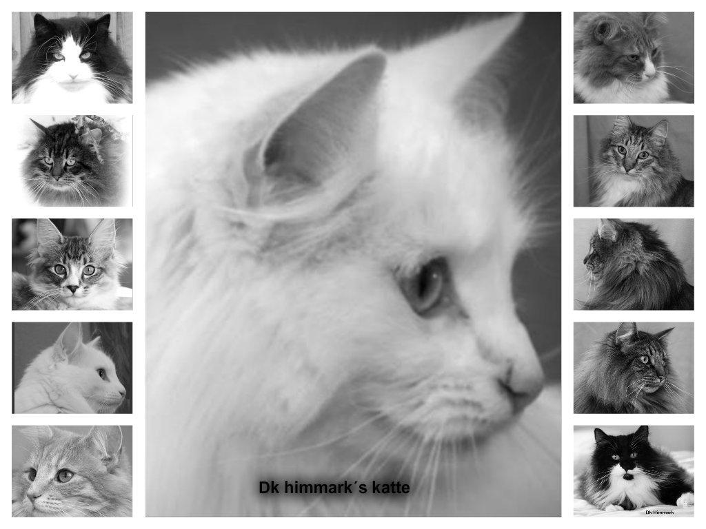 sjove billder jeg  lavet af vors killing   billede 16