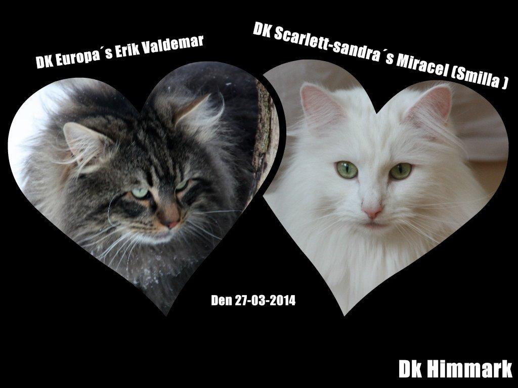 sjove billder jeg  lavet af vors killing   billede 13