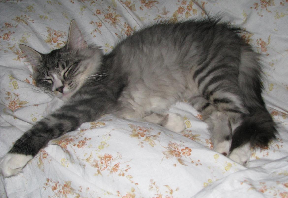 sjove billder jeg  lavet af vors killing   billede 14