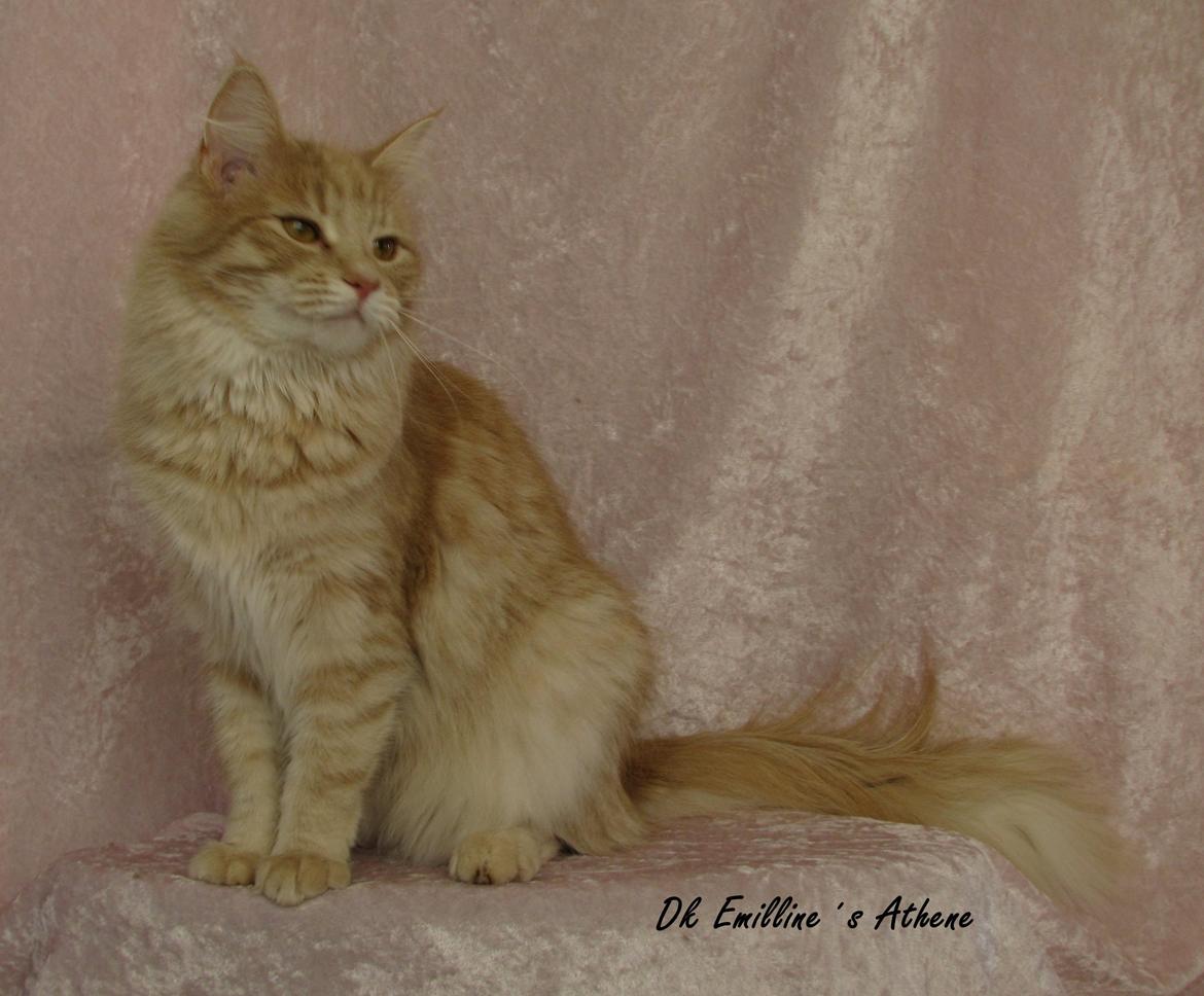 sjove billder jeg  lavet af vors killing   billede 11