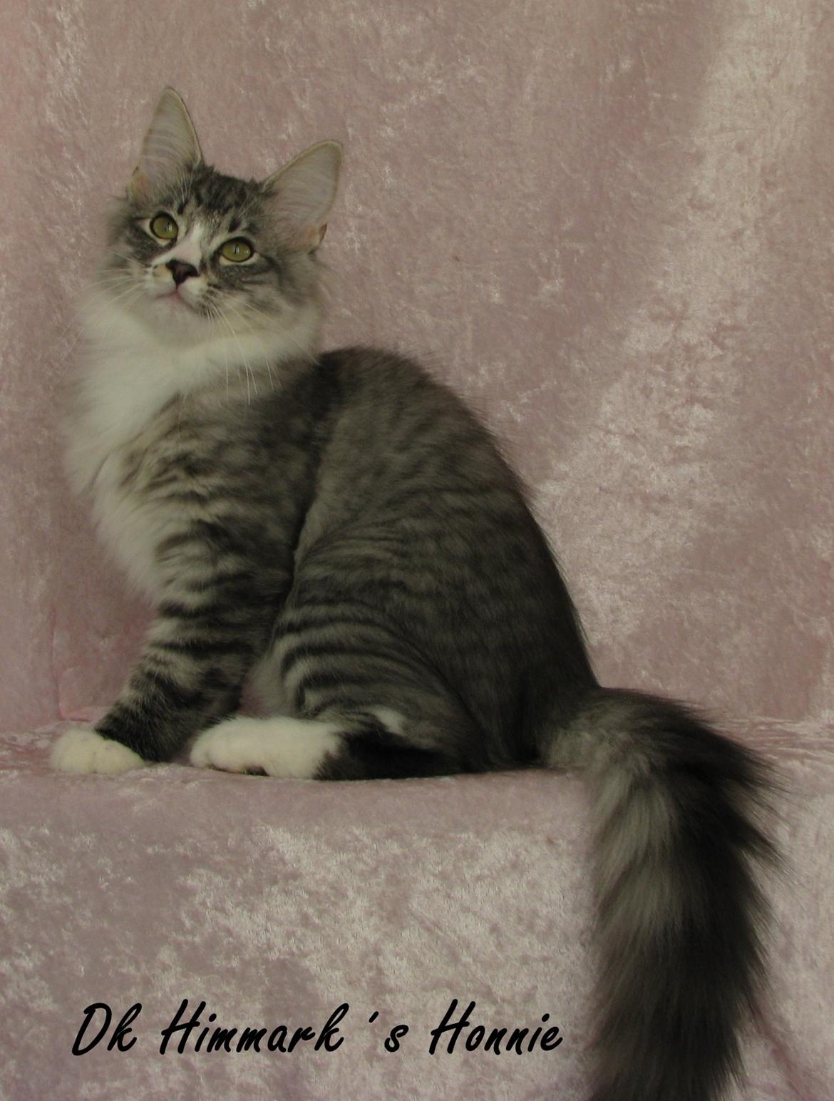 sjove billder jeg  lavet af vors killing   billede 10