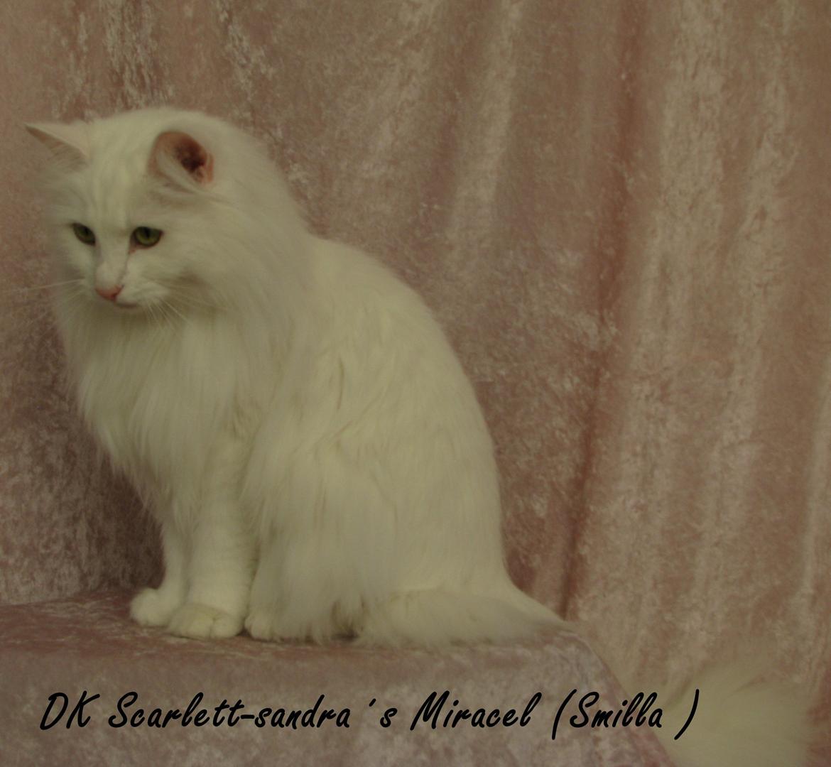 sjove billder jeg  lavet af vors killing   billede 9