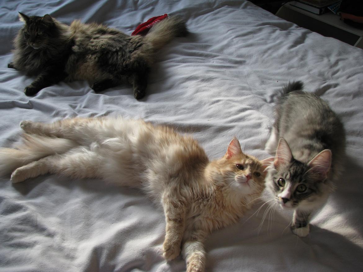 sjove billder jeg  lavet af vors killing   billede 6