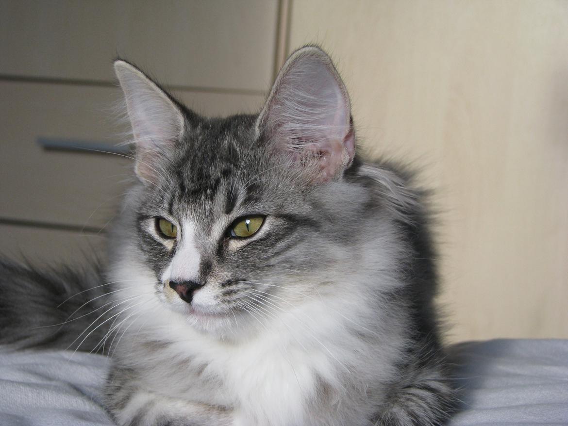 sjove billder jeg  lavet af vors killing   billede 5