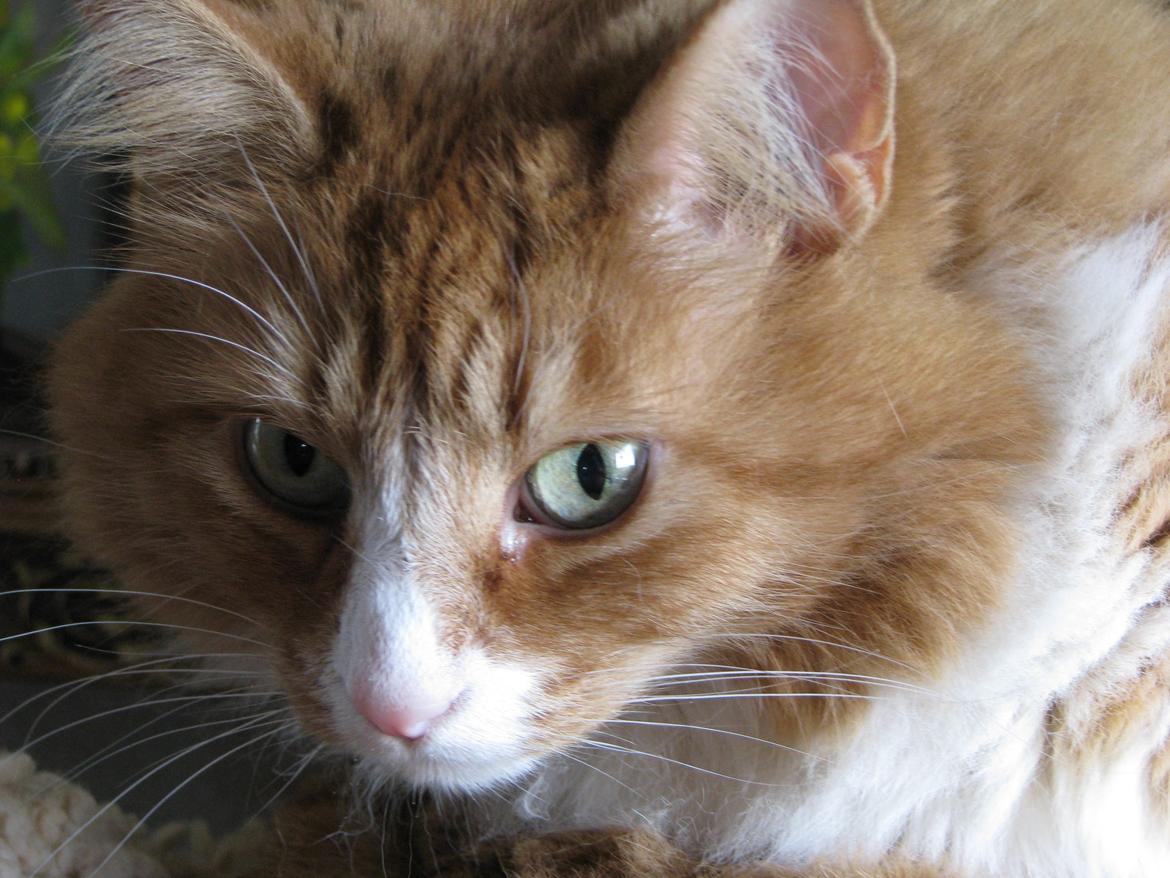 sjove billder jeg  lavet af vors killing   billede 4