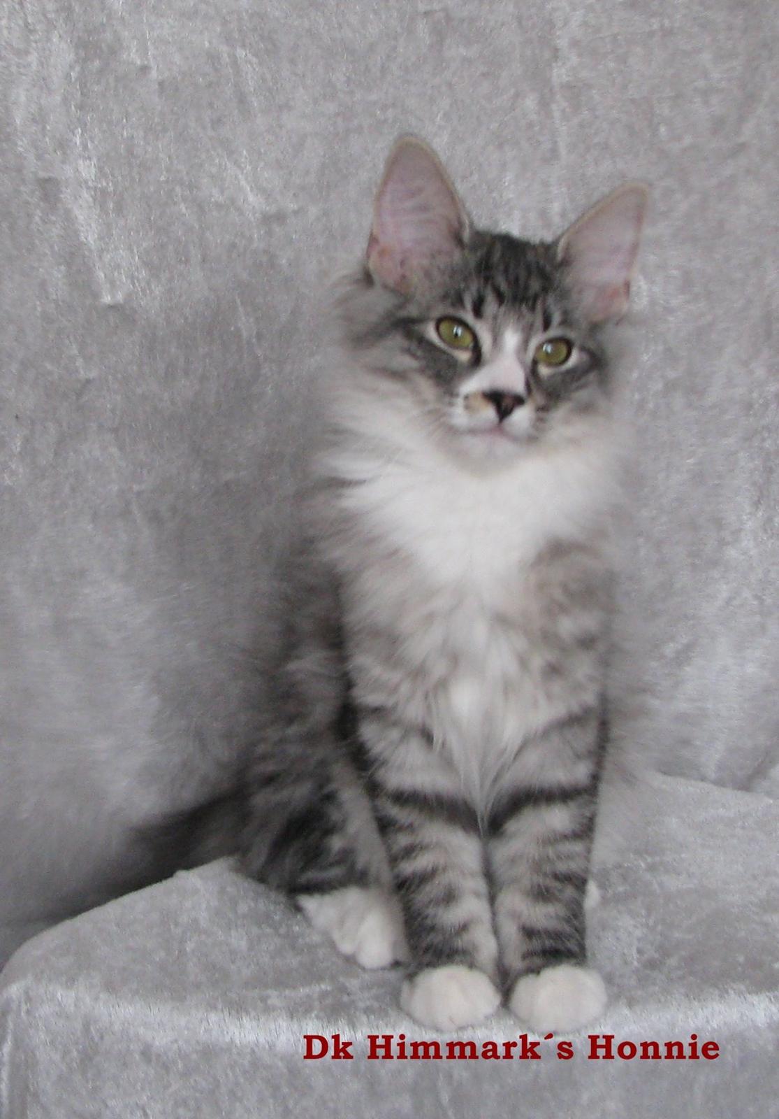 sjove billder jeg  lavet af vors killing   billede 3